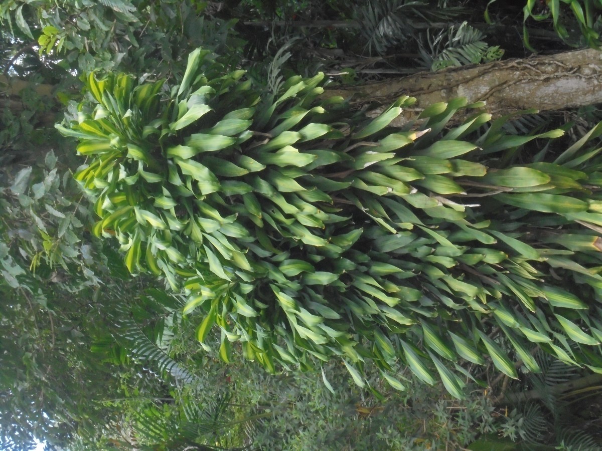 Dracaena fragrans (L.) Ker Gawl.